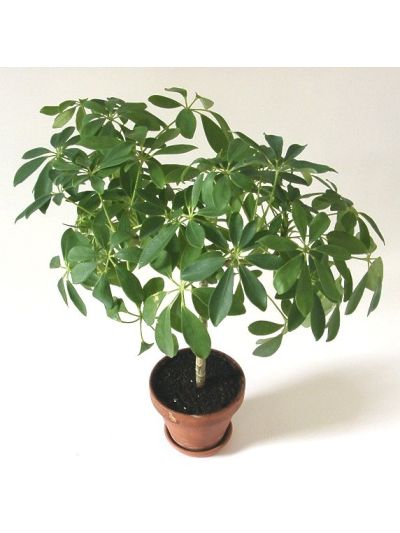 Graines Schefflera arboricola (Arbre Ombrelle)