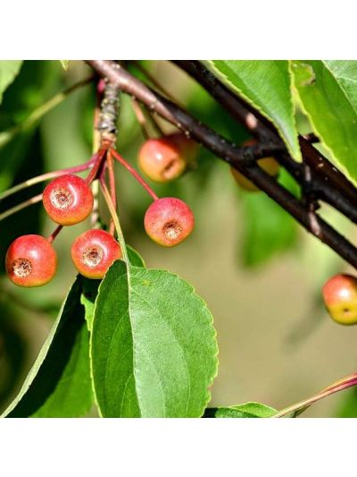 Graines Pommier de Sibérie (Malus baccata)
