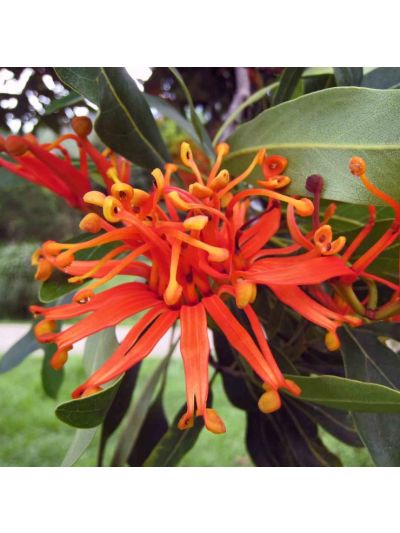 Graines Stenocarpus Sinuatus