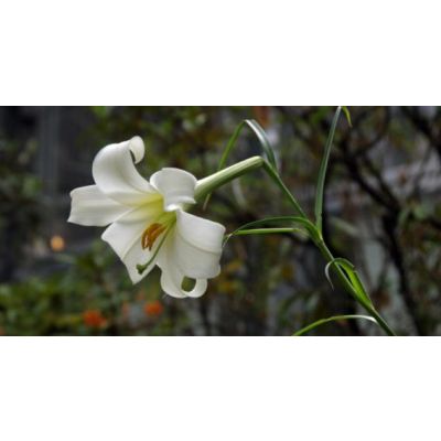 Graines Lilium Wallichianum