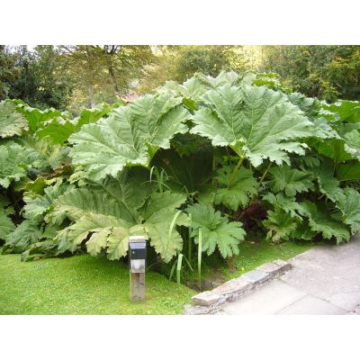 Graines Gunnera Manicata (Graines Rhubarbe Géante)