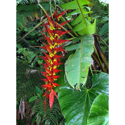 Graines Heliconia Dielsiana