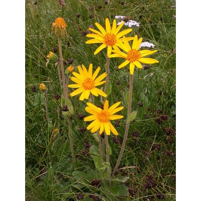 Graines Arnica Montana (Arnica des montagnes, Arnica)