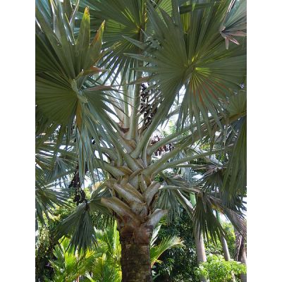 Graines Bismarckia Nobilis (Graines Palmier de Bismarck Argenté)