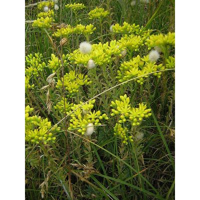 Graines Sedum Rupestre (Sedum Reflexum, Orpin des rochers, Orpin réfléchi)