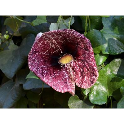 Graines Aristolochia Elegans (Graines Fleur de Calico, Pipe du Hollandais)
