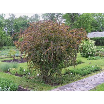 Graines Berberis Thunbergii Atropurpureum (Graines Épine-Vinette du Japon)