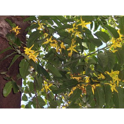 Graines Artabotrys Odoratissimus (Faux Ylang Ylang)
