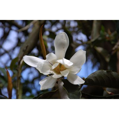 Graines Michelia Doltsopa