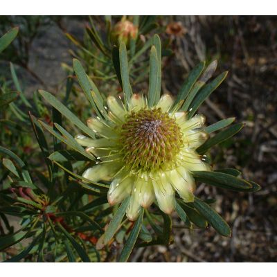 Graines Protea Scolymocephala