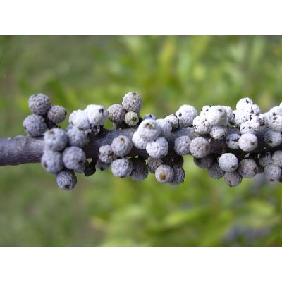 Graines Morella Cerifera (Graines Arbre à Suif)