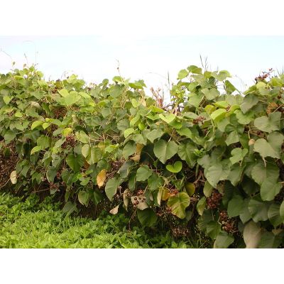 Graines Liane d'argent (Argyreia nervosa)