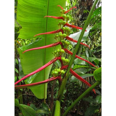 Graines Heliconia Aemygdiana