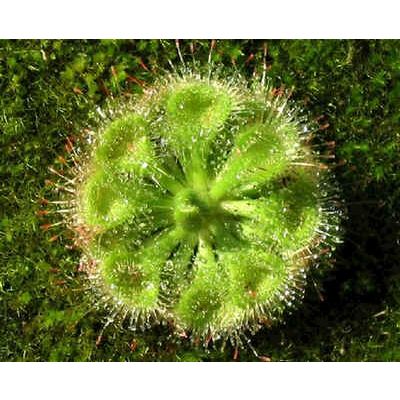 Graines Drosera Burmanii