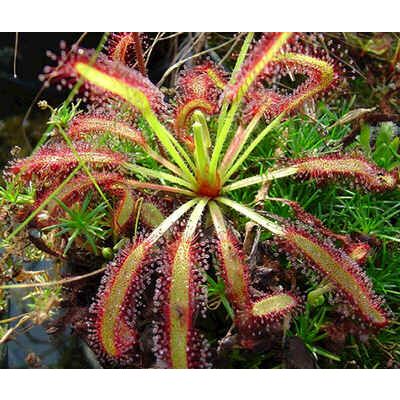 Graines Drosera Capensis aux Larges Feuilles (Sud Africaine)