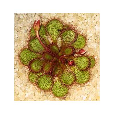 Graines Drosera Lowriei