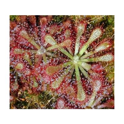 Graines Drosera Natalensis (Sud Africaine)