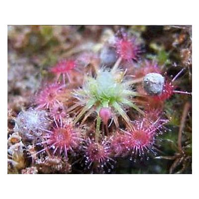 Graines Drosera Nitidula (Pygmée)