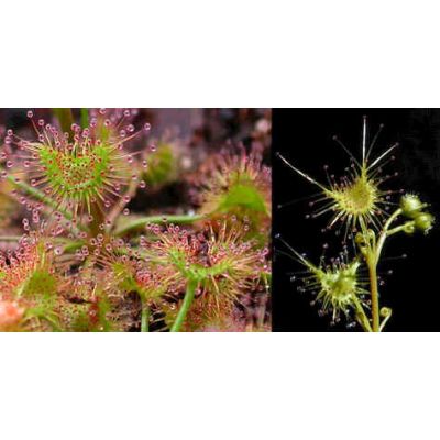 Graines Drosera Peltata (Tubéreuse)