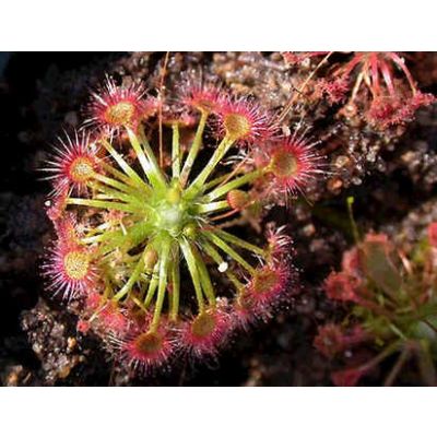 Graines Drosera Pygmaea (Pygmée)