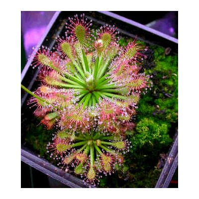 Graines Drosera Roraimae (Sud Américaine)