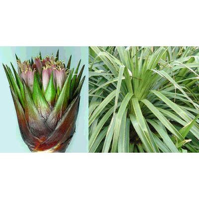 Graines Greigia Sphacelata (Graines Bromeliaceae)