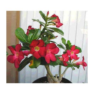 Graines Adenium (Arrogante)