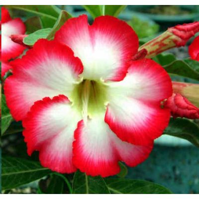 Graines Adenium (Voluptueuse)