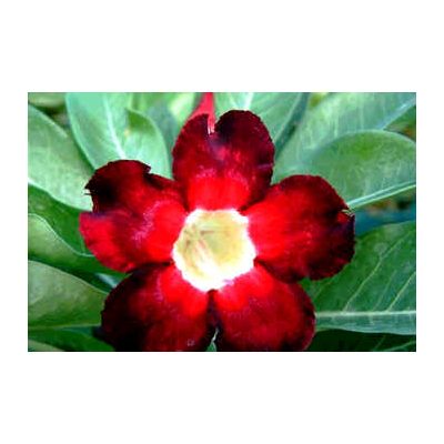 Graines Adenium (Beauté Noire)