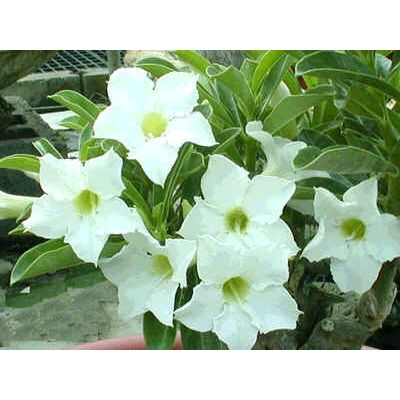 Graines Adenium (Étoile Parfumée)