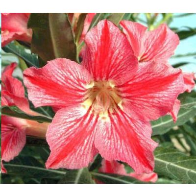 Graines Adenium (Étoile du Bonheur)