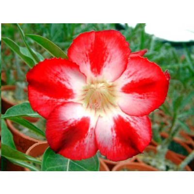 Graines Adenium (Étoile de Demain)