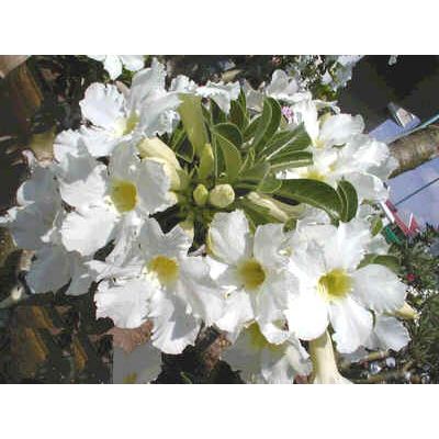 Graines Adenium (Étoile Boutonnée du Ciel)