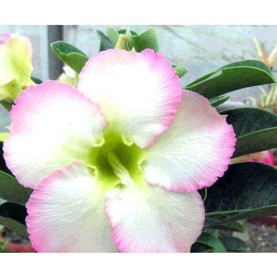 Graines Adenium (Super Parfumée)