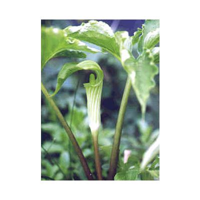 Graines Arisaema Amurense (Graines Arisème Petit-Prêcheur)