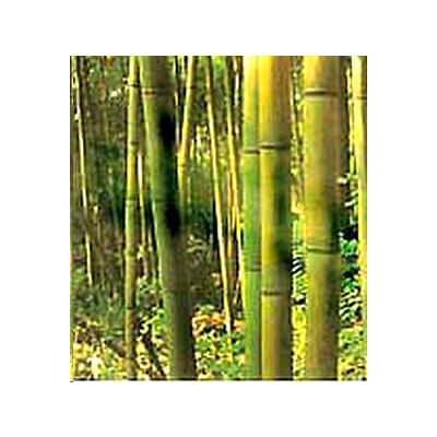 Graines Bambusa Arundinacea (Graines Bambou Géant Épineux)