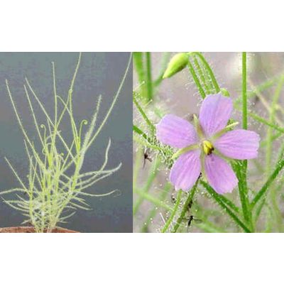 Graines Byblis Filifolia (Plante Arc-En-Ciel)