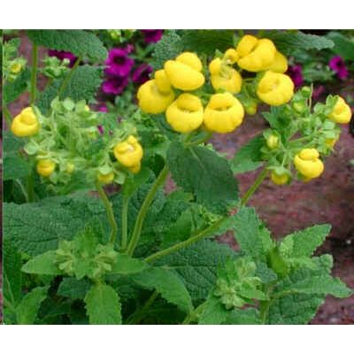 Graines Calceolaria Integrifolia