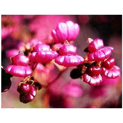 Graines Calceolaria Purpurea
