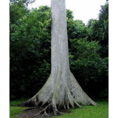 Graines Ceiba Pentandra (Graines Kapokier Fromager)