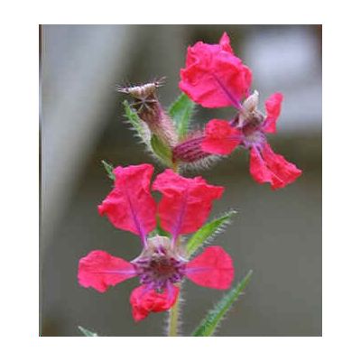 Graines Cuphea Miniata (En Mélange)