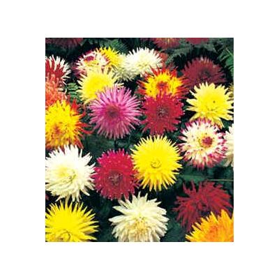 Graines Dahlia Cactus (En Mélange)