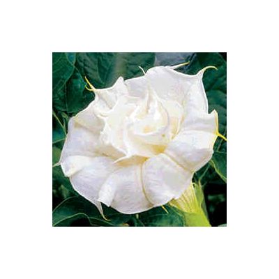 Graines Datura Blanc Double