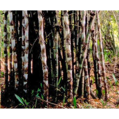Graines Dendrocalamus Giganteus (Graines Bambou Géant)