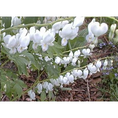 Graines Dicentra Spectabilis Blanc (Coeur Saignant, Coeur de Marie)