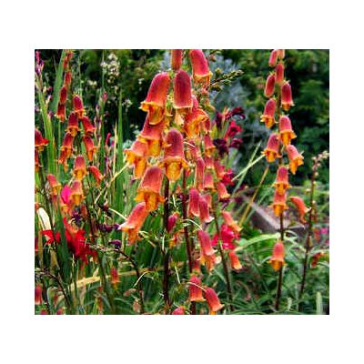 Graines Digitalis Obscura