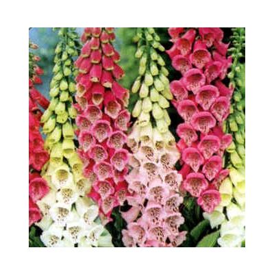 Graines Digitalis Purpurea Gloxiniiflora (En Mélange)