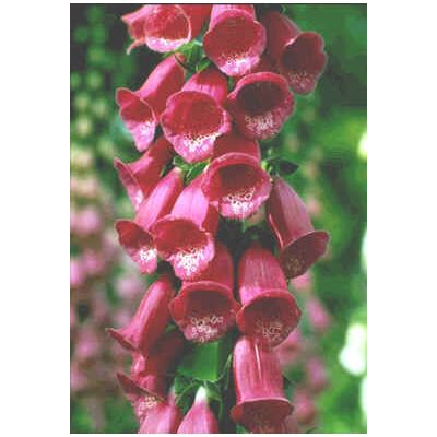 Graines Digitalis Purpurea Purpurea (Digitale Pourpre)