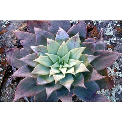 Graines Dudleya (En Mélange)