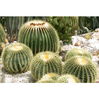 Graines Echinocactus (En Mélange)
